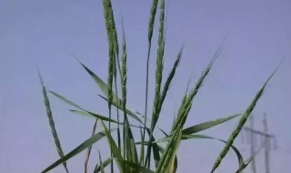 如何区分野燕麦和雀麦 区分野燕麦和雀麦方法