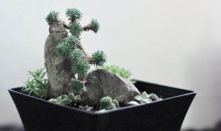 球松盆栽养殖方法和注意事项 球松盆栽如何养殖