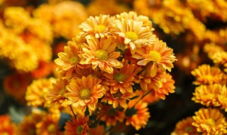 春节摆什么花束，春节摆什么花束比较好
