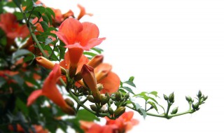 北方凌霄花的养殖方法 凌霄花家庭种植方法分享