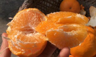 为什么叫粑粑柑 叫粑粑柑的原因