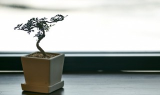 怎么养盆景 盆景养殖方法介绍