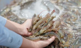 小河虾干炸怎么做 干炸小河虾的做法
