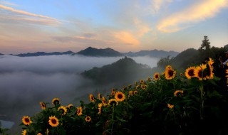 向日葵冬天花种发芽方法 向日葵冬天花种怎么发芽