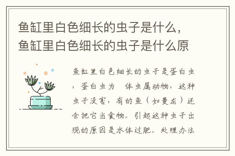鱼缸里白色细长的虫子是什么，鱼缸里白色细长的虫子是什么原因
