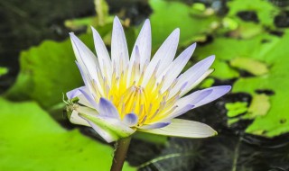 睡莲放哪风水好睡莲的风水禁忌 睡莲怎么养