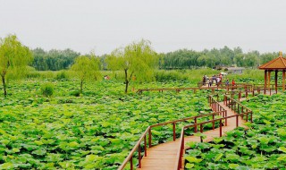 白洋淀属于哪个市 白洋淀的简单介绍
