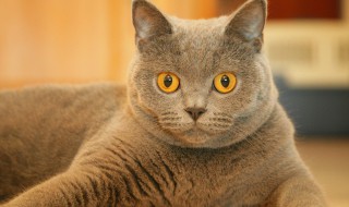 猫脱毛怎么弄呢 猫咪脱毛怎么办