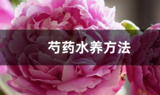 芍药水养方法 芍药水养有什么方法