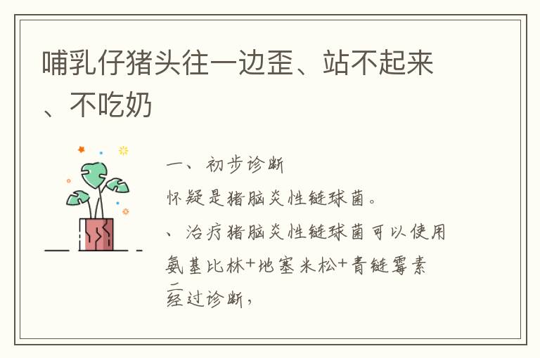 哺乳仔猪头往一边歪、站不起来、不吃奶