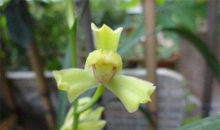 北方适合养的兰花品种 北方适合养的兰花品种有什么