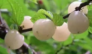 白玉樱桃种植方法（白玉樱桃种植方法和技术）
