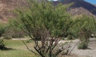 高原灌木种植养护方法 适合在高原地区种植的树木