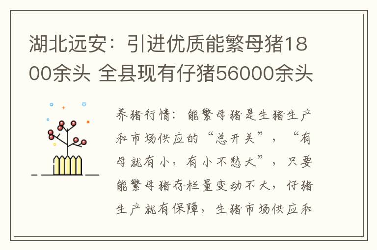 湖北远安：引进优质能繁母猪1800余头 全县现有仔猪56000余头