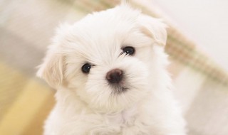 狗狗修毛小妙招 狗狗怎么修毛