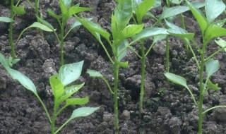 辣子苗的种植方法（辣子怎样种植）
