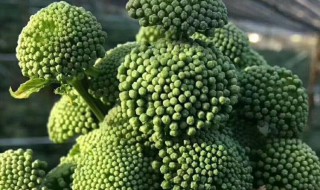 三七花和什么一起泡水 三七花可以和什么一起泡水