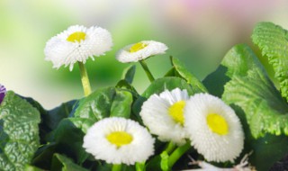 小雏菊需要深水醒花吗 小雏菊怎么养护