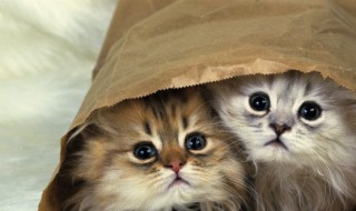小猫流眼泪是怎么回事，一个月小猫流眼泪是怎么回事