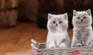 猫流口水是怎么回事 猫流口水是怎么回事很粘稠的口水