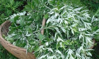 艾草用热水还是温水泡 艾草使用什么水泡开好