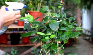 茉莉花最好的播种方法 茉莉花播种方法介绍