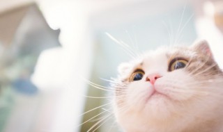 怎么喂猫咪吃药（怎么喂猫咪吃药丸）