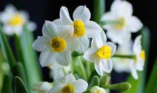 水仙花是什么颜色的 水仙花的简介