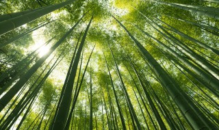 青竹叶子发黄是因为什么 青竹叶子发黄如何处理