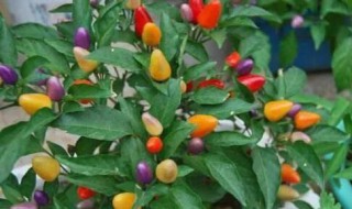 彩椒种植妙招 彩椒种植妙招简单介绍