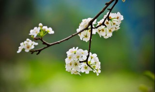 关于梨花的诗句古诗 关于梨花的诗句有哪些