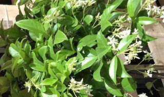 风车茉莉北方户外能过冬吗 风车茉莉北方户外能不能过冬