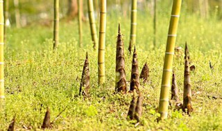笋子种植方法 笋子怎么种植