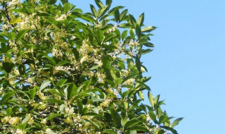 桂花树的介绍和特点 桂花树的特点及形态特征