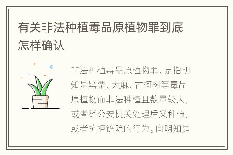 有关非法种植毒品原植物罪到底怎样确认