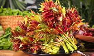 椿芽什么时候发芽 吃椿芽的功效有哪些