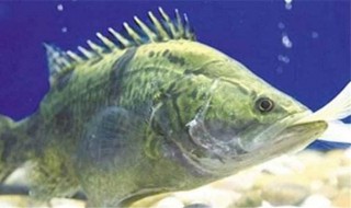 季花鱼简介 季花鱼介绍