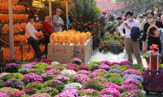 春节摆什么水生花好，春节适合摆什么花
