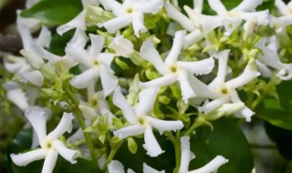 风车茉莉种植禁忌 风车茉莉应该怎么种