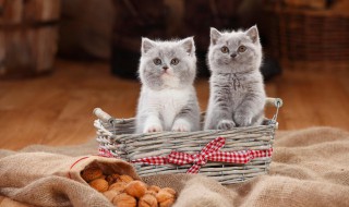 如果猫咪认你是主人有哪些表现 猫咪认定你是主人的7个表现