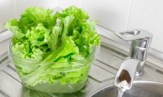 生菜家庭种植方法 生菜家庭种植方法视频