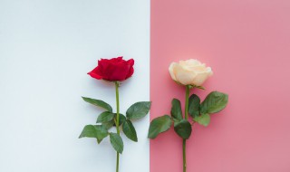 各色玫瑰花语 各种颜色玫瑰花的花语