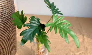 小天使植物怎么养 小天使植物怎么养护
