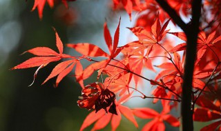 枫树插枝种植方法 枫树如何插枝种植