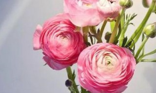 洋牡丹花语 洋牡丹花语是什么