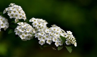 六月雪分株方法 六月雪怎么进行分株