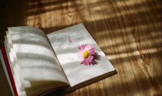 逆风如解意容易莫摧残意思 逆风如解意容易莫摧残是什么意思