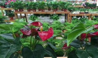 鹅掌红植物养殖方法 怎样养鹅掌红