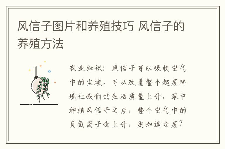 风信子图片和养殖技巧 风信子的养殖方法