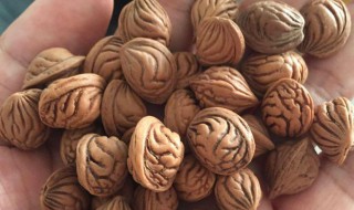 桃核怎么打眼最简单 桃核打眼方法